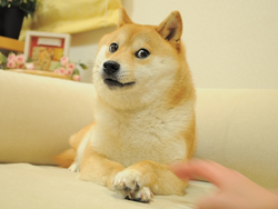 The Doge NFTLOGO图片